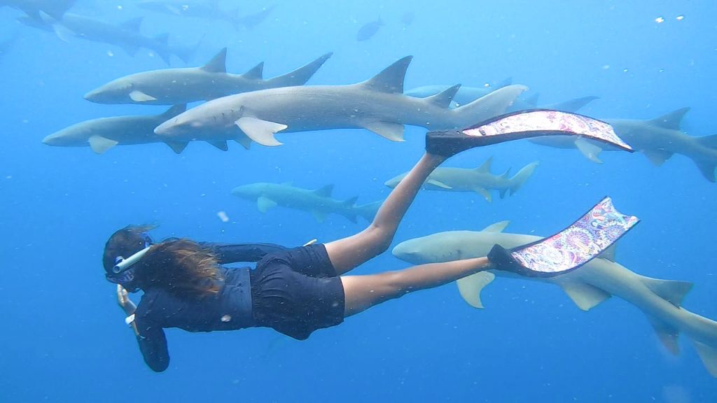 NURSE SHARK SNORKELING Ocean Group