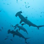 HAMMERHEAD SHARKS