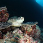 TURTLE TALK & SNORKELING