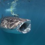 WHALE SHARK TALK AND TOUR