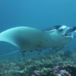 MANTA RAYS