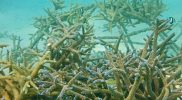 Coral-Garden-Coral-Frame-Detail