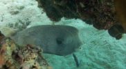 Porcupine-Fish-Getting-a-Clean-in-Coral-Garden